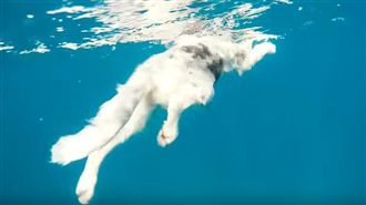 愛犬引群鯊包圍…主人霸氣持魚叉反擊