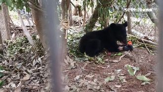利稻黑熊命名Litu　村長寓意祝福