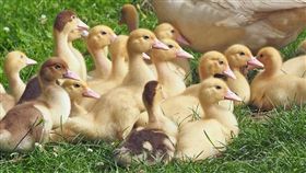 （圖／翻攝自Pixabay）