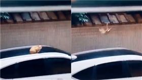 貓咪落地。（圖／翻攝自抖音APP「30240894433」）