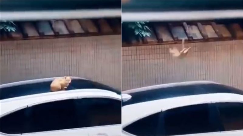 橘貓轉身華麗一跳！下秒悲劇…網笑翻