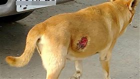 流浪犬疑遭彈弓打傷潰爛流膿高雄鳳山區工協市場有一隻流浪犬，上週疑遭人以彈弓打成重傷，造成右腹部大面積潰爛流膿，慘不忍睹。（台灣動物緊急救援小組提供）中央社記者陳朝福傳真  108年10月30日