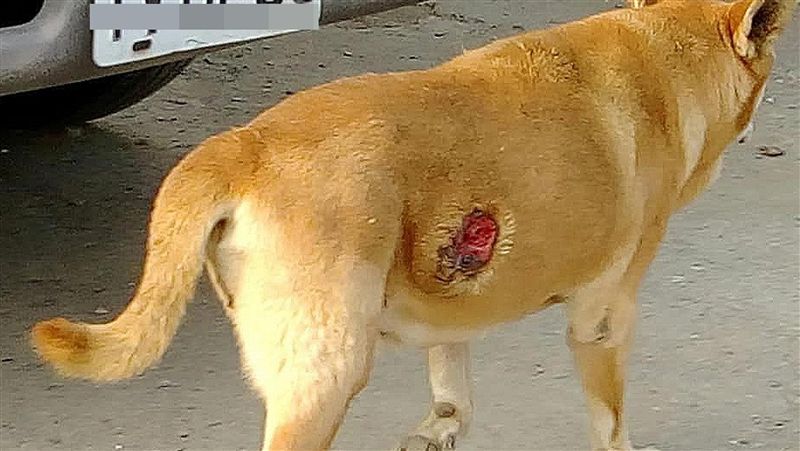 浪犬疑遭彈弓打傷潰爛　麻醉送醫搶救