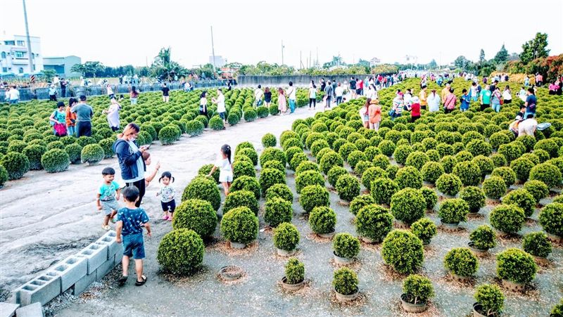 台版波波草要關了！地主勸別破壞無用