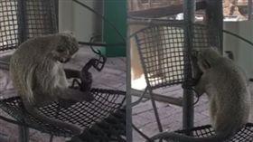 猴子,南非,母猴,小孩,屍體
https://www.youtube.com/watch?time_continue=11&v=mxkR-9-UzLU