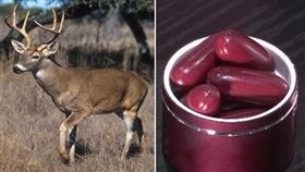 「鹿胎盤」真那麼厲害？專家揭密