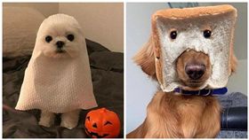 狗狗萬聖節變裝，翻攝自爆廢公社