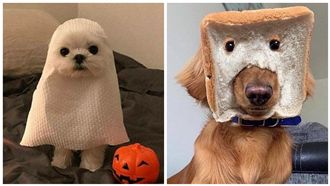 萬聖牠最萌！狗狗秒變幽靈、吐司超人