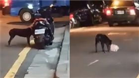 外送員等餐！下秒餐點離奇消失…竟是被「牠」偷走　網笑翻（圖／翻攝自爆廢公社）