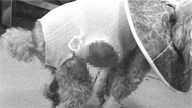 獸醫,開刀,飼主,熱忱(翻攝自動物醫院臉書)