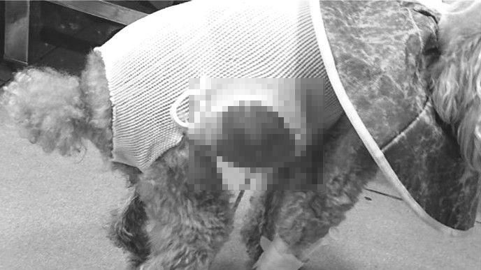 飼主不付狗狗開刀費　獸醫：扼殺熱忱