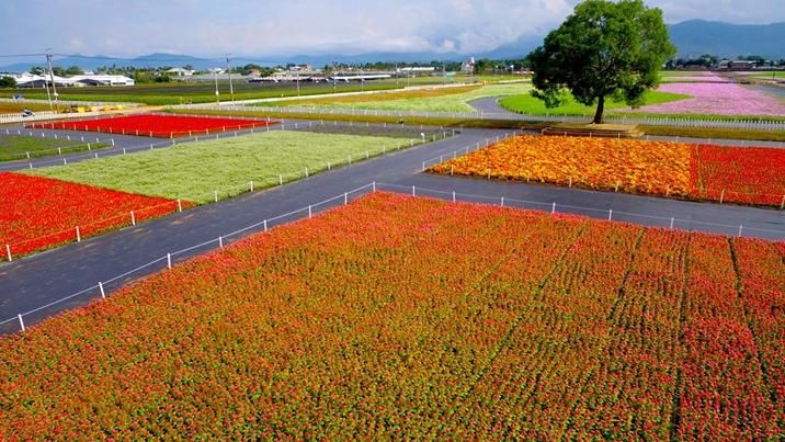 新社花海來了！11月9日正式啟動