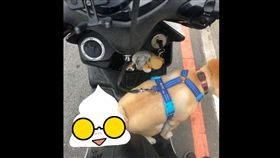 狗狗,機車,挫賽,主人,機車腳踏墊,騎車,柴犬