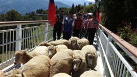 南投縣,林明溱,清境農場,高空觀景步道,啟用(圖/中央社)