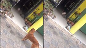 救命啊～毛球衝到家裡求救！2黃狗一看「門口霸氣貓」嚇得急煞車
（圖／翻攝自抖音戶1083052043）