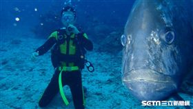「綠島阿牛」牛港鰺