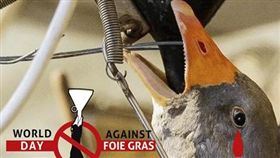 鵝,鴨,鵝肝,鴨肝,動保▲圖／翻攝自食物知情權臉書