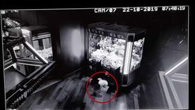 ▲（圖／翻攝自Penny Lane Nottingham臉書）
https://www.facebook.com/pennylanenottingham/videos/1383952798433916/?v=1383952798433916