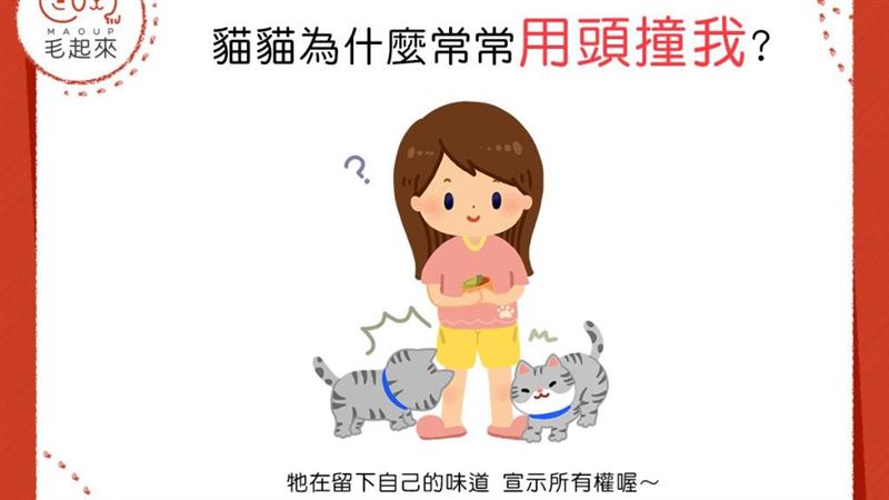 貓貓老用頭衝撞我　難道是在練鐵頭功