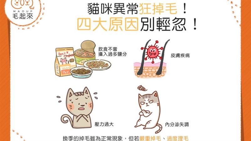 貓咪異常掉毛！四大原因別輕忽！
