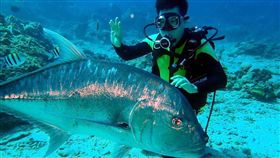 綠島,牛港鰺,受潛水客喜愛,不怕生,搶鏡頭,海底新明星(圖/民眾提供)中央社