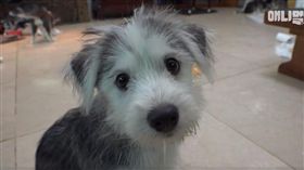 （１６：９）哈士奇,馬爾濟斯,混血,結晶,南韓（圖／翻攝自SBS TV동물농장x애니멀봐 臉書）