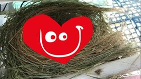 鳥巢,變化,鳥蛋,宿舍,陽台(翻攝自DCARD)