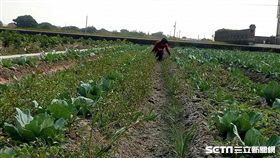 拔草,工人,高麗菜,婆婆,鄰居(張先生授權提供)