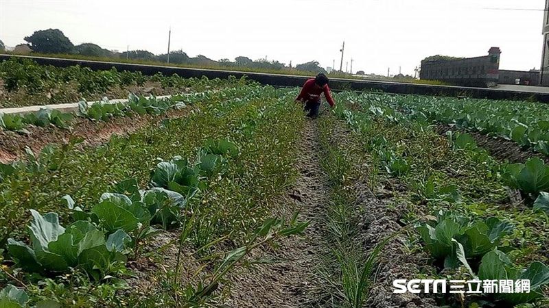 70歲嬤跪田拔草不收錢　他愧疚落淚