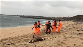 澎湖,合界海灘,海豚,死亡多時,就地掩埋(圖/第七岸巡隊提供)中央社