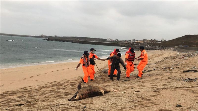 澎湖海域2頭海豚死亡多時　就地掩埋