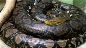 有民眾在凱恩斯（Cairns）的郊區小溪附近發現了一條「7公尺長」的蛇皮，原以為是動物脫皮的自然現象，但仔細觀察才發現「居然是被人強剝的！」據蛇類專家表示，這品種可能是原產於東南亞的「網紋蟒」。（圖／翻攝自Wikipedia）