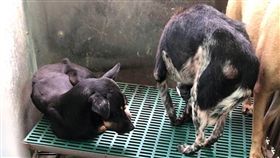 中國,狗權,關注,山西太原,不可遺棄(圖/中央社)