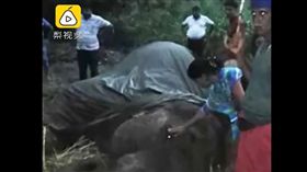 大象,過勞死,斯里蘭卡,遊客,高溫(翻攝梨視頻)