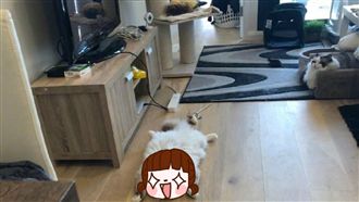 星人「奇葩式」休息　貓奴全被圈粉