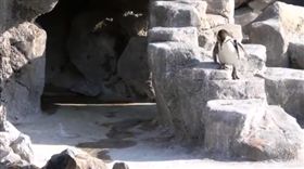 超萌企鵝站高處懸崖思考　轉身走階梯（圖／翻攝自推特）