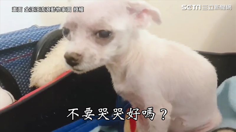 繁殖場種狗不痛了！同伴淚守床不願走