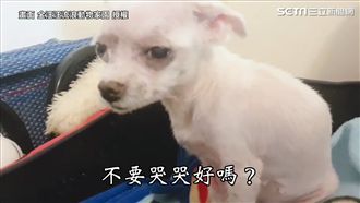 繁殖場種狗不痛了！同伴淚守床不願走