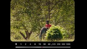 風俗,哥倫比亞,驢子,成年禮。(圖/翻攝自
The Bombers Squad YOUTUBE)