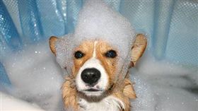 
名家專用／愛你寵物網（勿用）