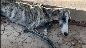 西班牙狗狗瘦骨如柴，非常可憐。（圖／翻攝自the dodo臉書）