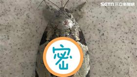 癩皮瘤蛾（劉同學提供，請勿轉載他用）