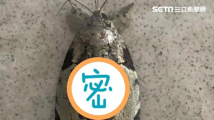獨／盯著這隻蛾3秒　網友：有張人臉