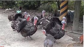 火雞,喧嘩,速食店,叫聲(翻攝自YouTube)