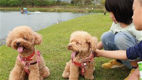一項國外研究發現，撫摸動物、和動物互動，只要10分鐘，身體的壓力水平就會明顯改變，有效減少壓力。中央社記者陳偉婷攝　108年11月3日