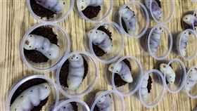 做紅豆麻糬怨沒人捧場！一看嚇壞…竟是一條條「雞母蟲」
圖／翻攝自廚藝公社臉書