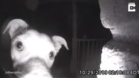  汪晚回家竟按門鈴　飼主看監視器抓包（圖／翻攝自Caters Video YouTube）