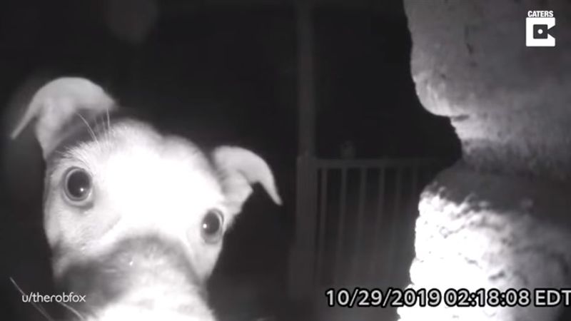 汪晚回家竟按門鈴　飼主看監視器笑翻