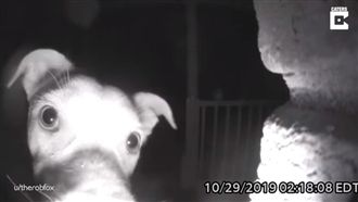 汪晚回家竟按門鈴　飼主看監視器笑翻