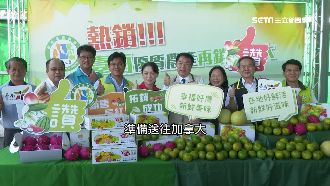 鳳梨盛產價格穩住　農民讚：政策有感